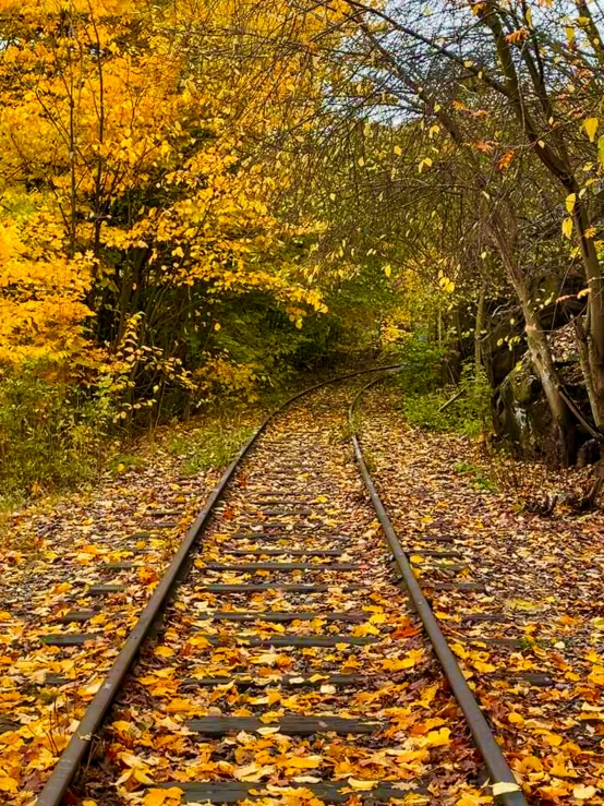 there is yellow leaves all over the train tracks