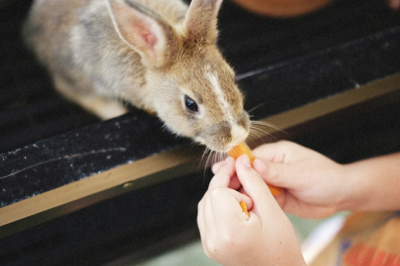 the child is feeding a rabbit in a cage