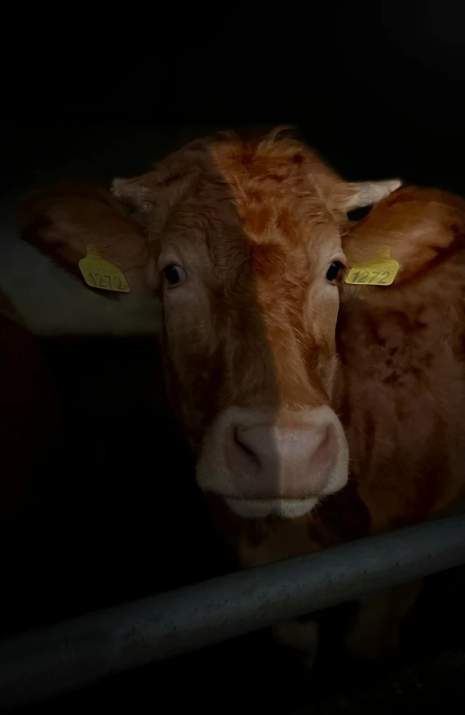 two cows standing next to each other on a fence