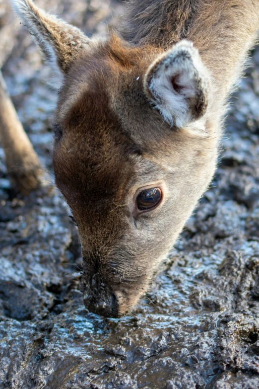 an animal drinking water from a dle