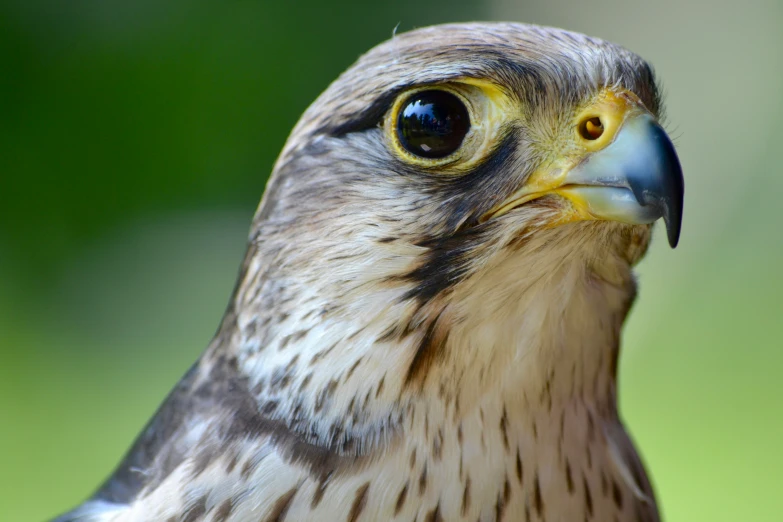 the head and shoulders of a large bird