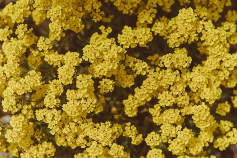 many yellow flowers with leaves near one another