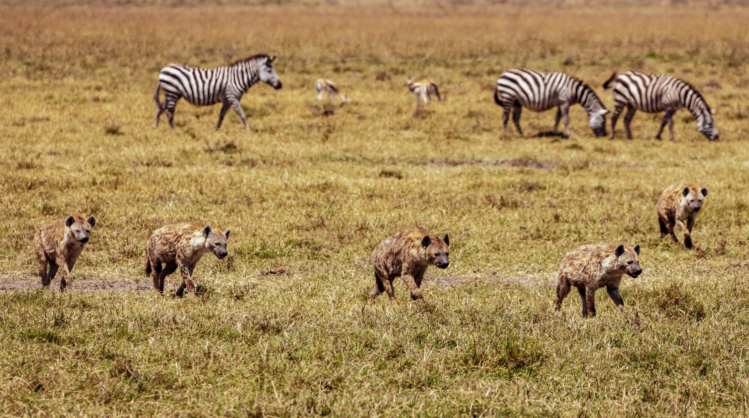 several wild dogs and zes are in a field together