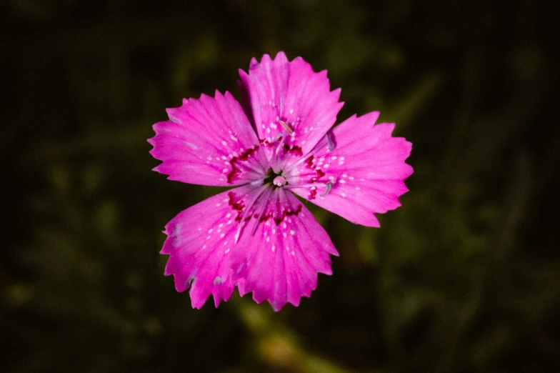 there is a large pink flower that has some drops on it