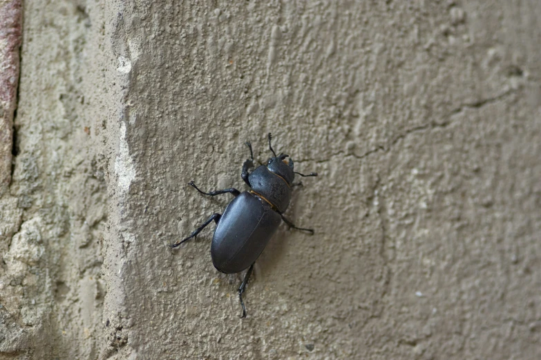 a black beetle standing on top of a stone wall