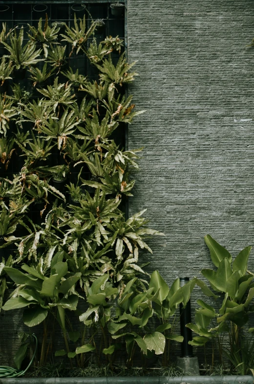 an artistic image of a window next to a green plant