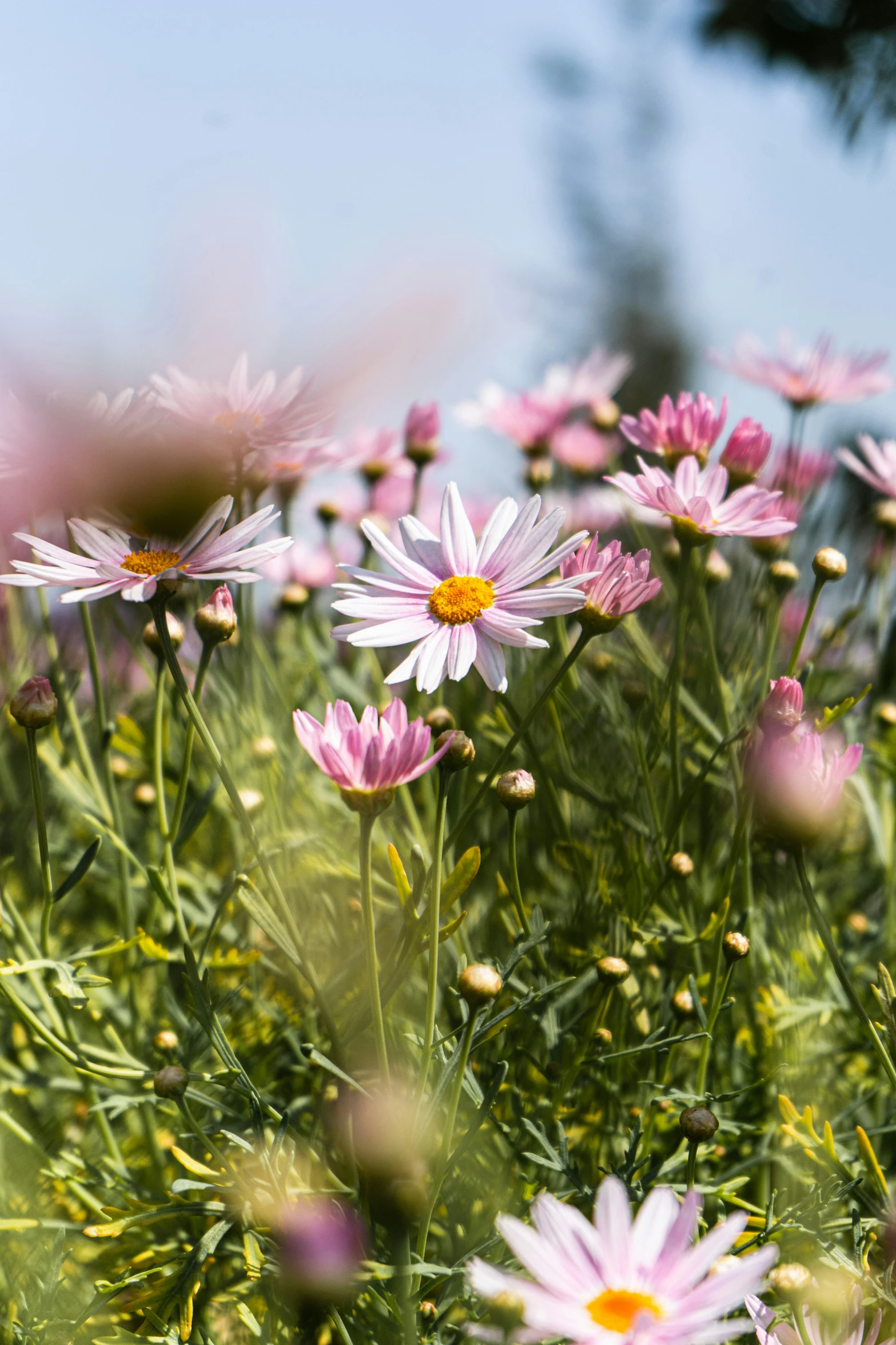 the pink daisies are growing in a field