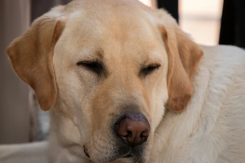 a white dog has his head down with eyes open