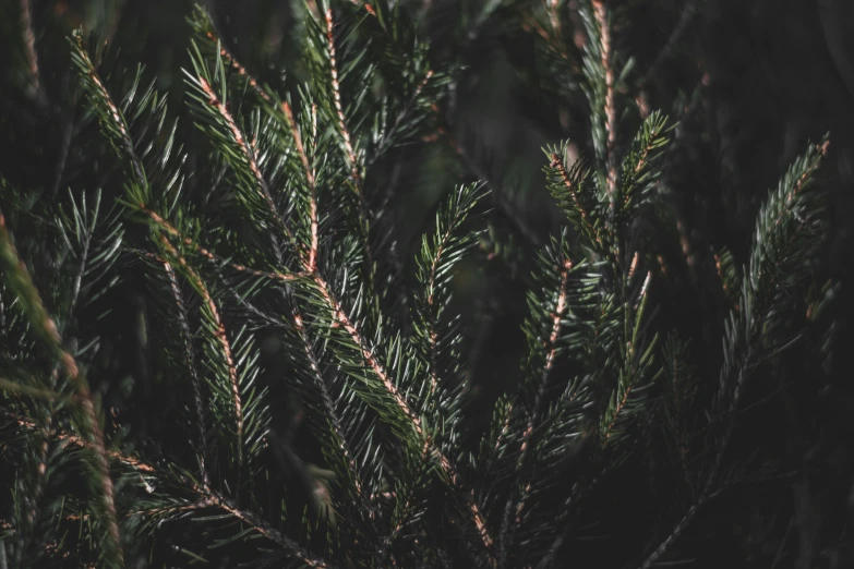 an evergreen tree with little leaves and brown bark