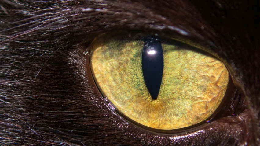 a black cat's brown eyes are almost white