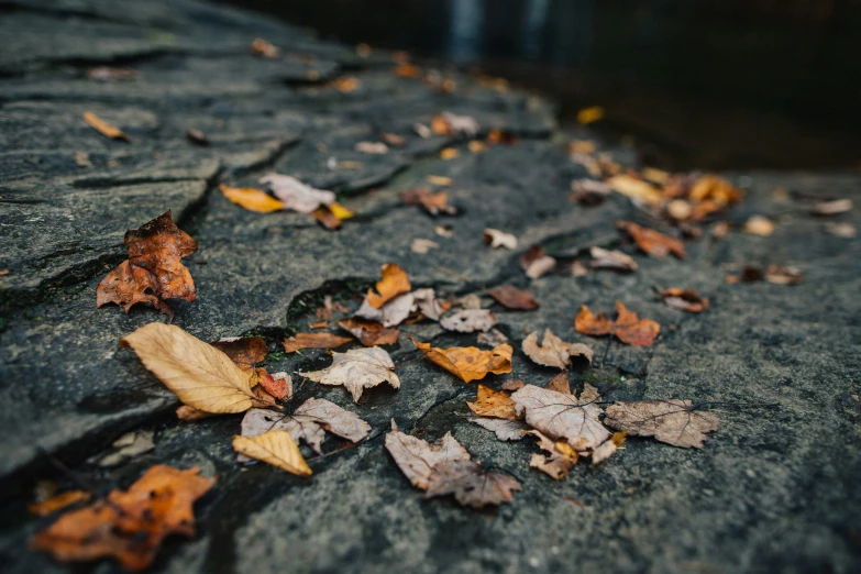 a bunch of dead leaves laying on the ground