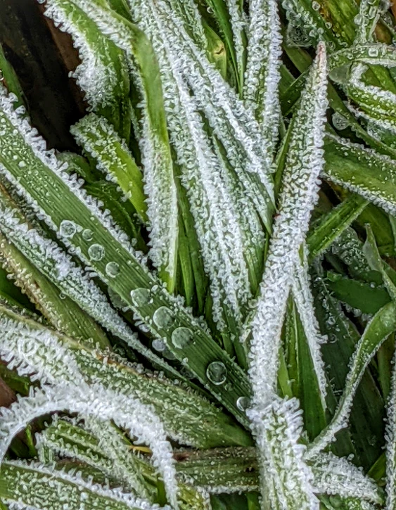 a plant covered in lots of snow sitting in a pile