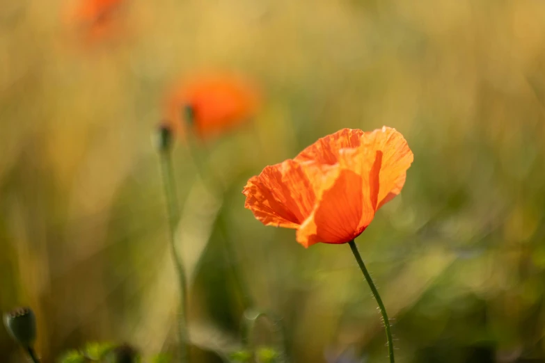 there is a small orange flower in the grass