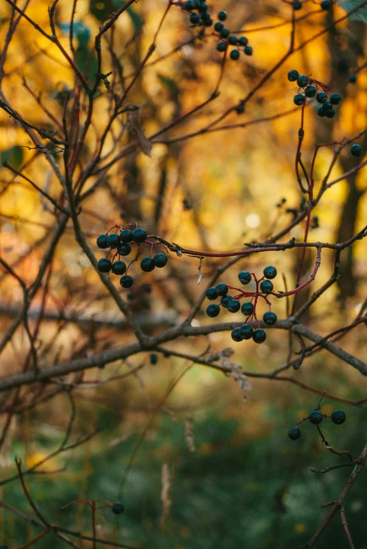 berries are hanging off the side of a tree