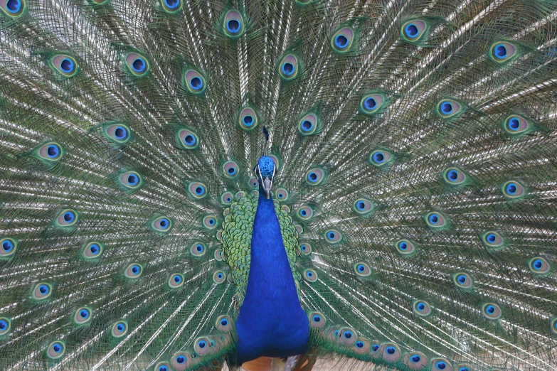 the peacock is standing in front of the mirror with its feathers spread