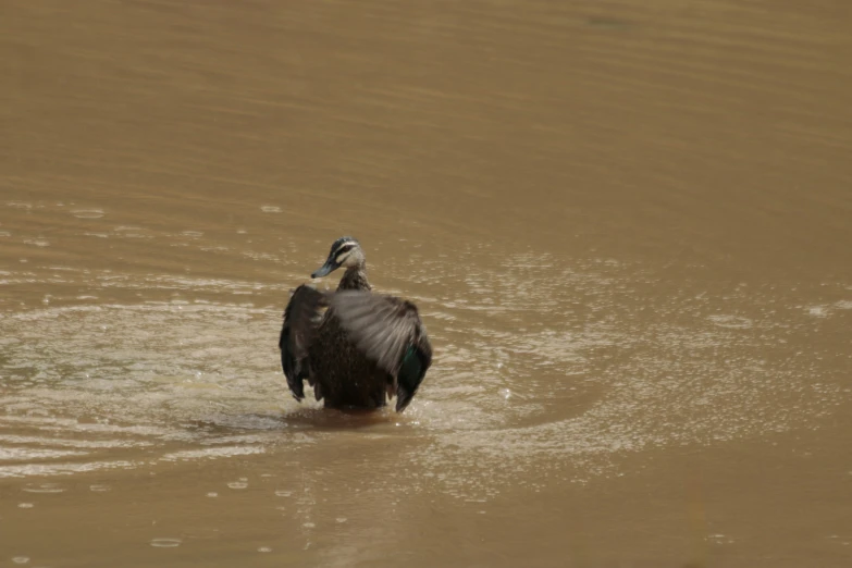 a large bird that is floating in some water