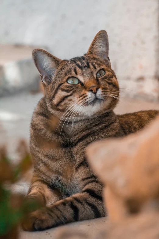 a brown cat is laying on a ledge