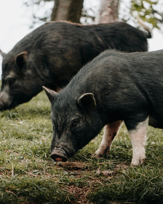 two pigs standing on the side of a grass field