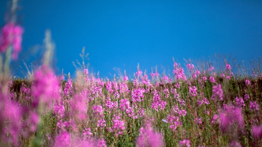 a field full of purple flowers and blue sky