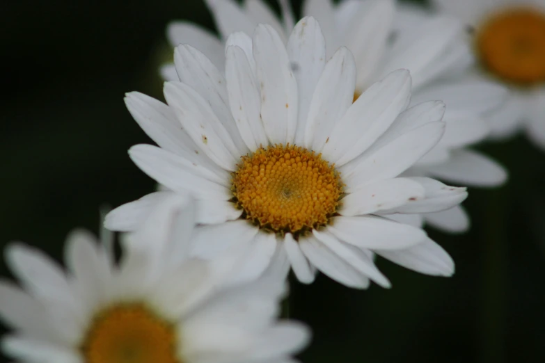 closeup of daisy flowers with yellow center