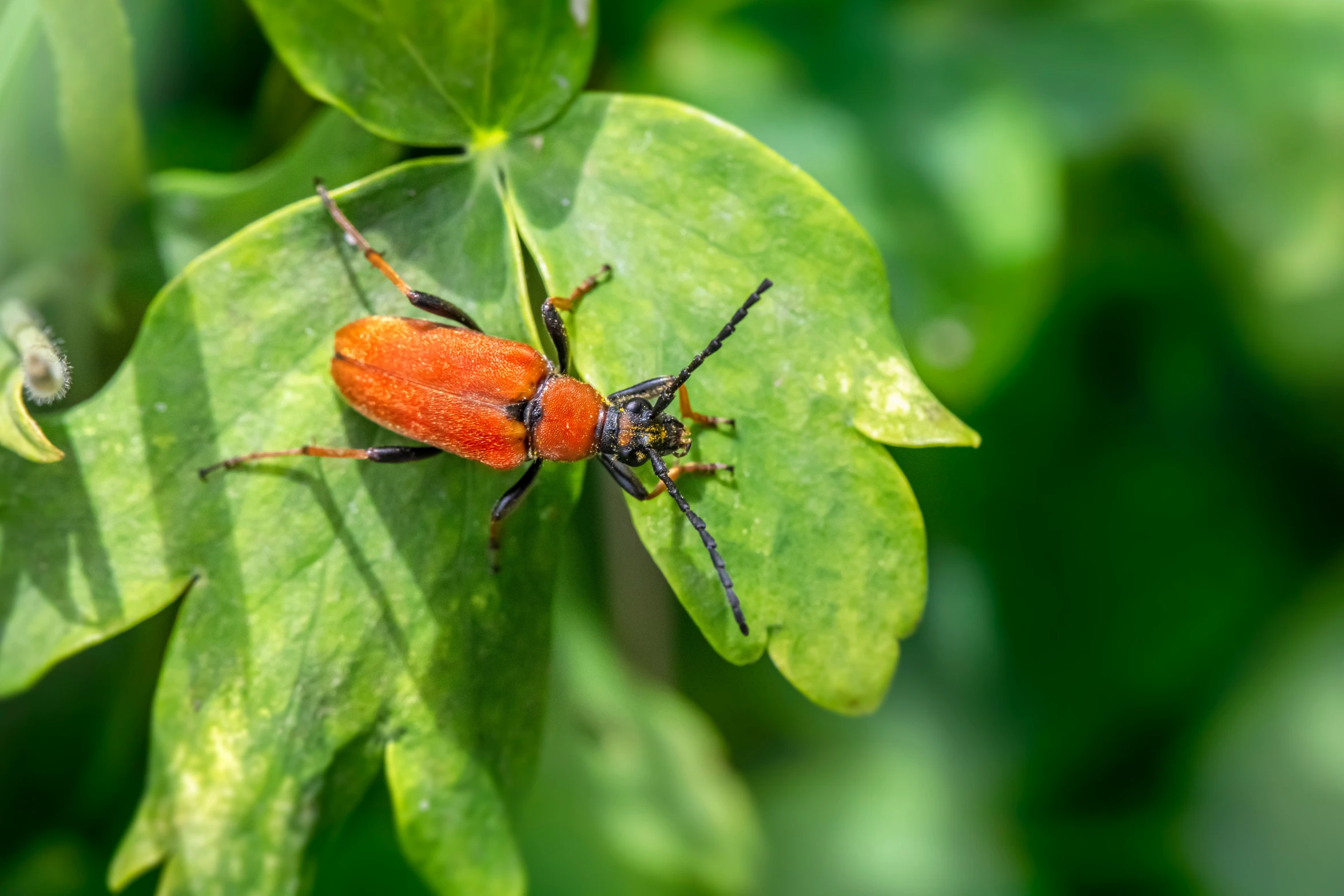 a beetle standing on top of a green leaf