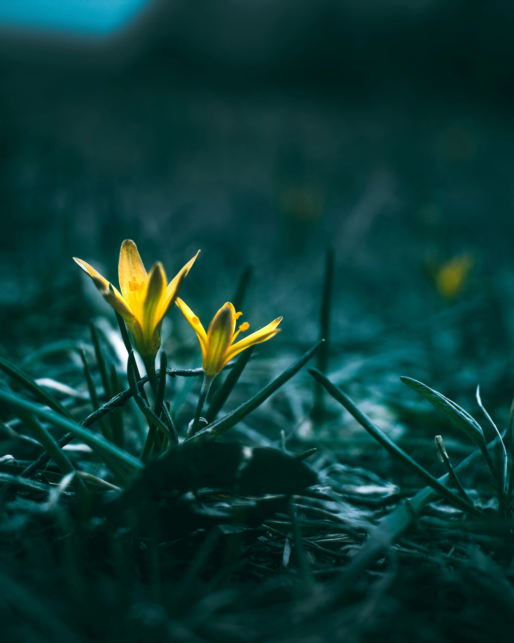 two flowers that are in the grass