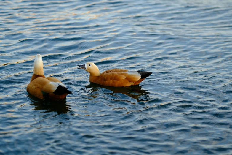 two ducks in the water in the day