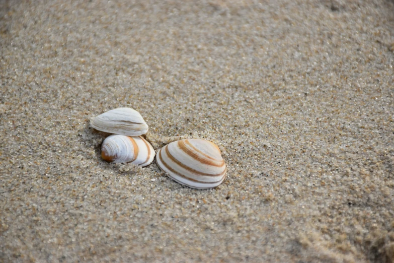 two seashells sitting on top of a sandy beach