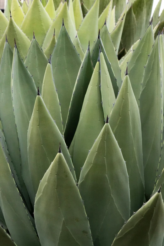 green leaves from an aloenious plant against the sky