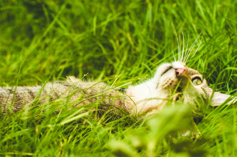 a cat is laying in the grass and relaxing