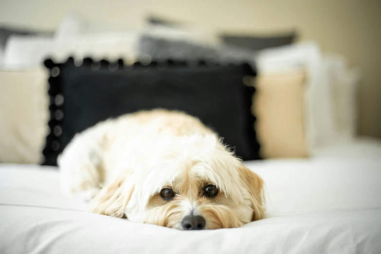 a white dog laying down on a bed