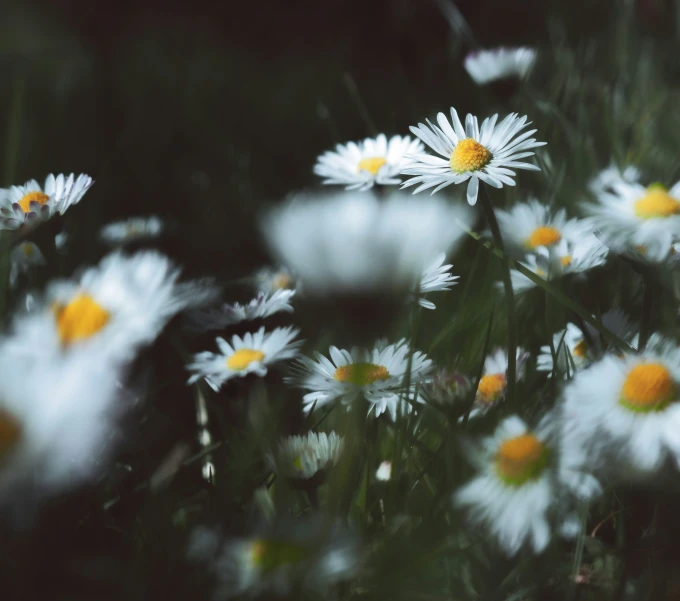 some white daisies bloom in a field