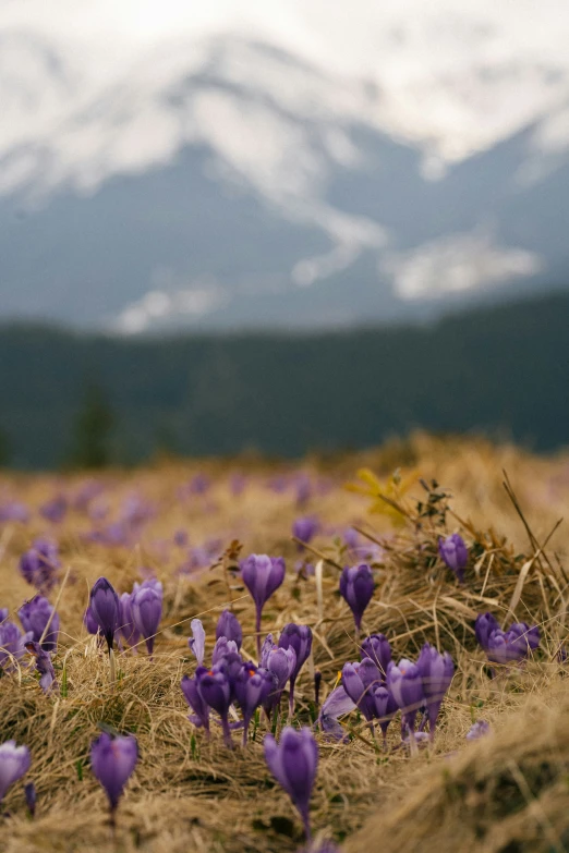 purple flowers in the middle of a mountain field