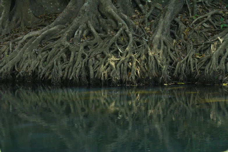 a group of trees that have been turned to look like it is growing