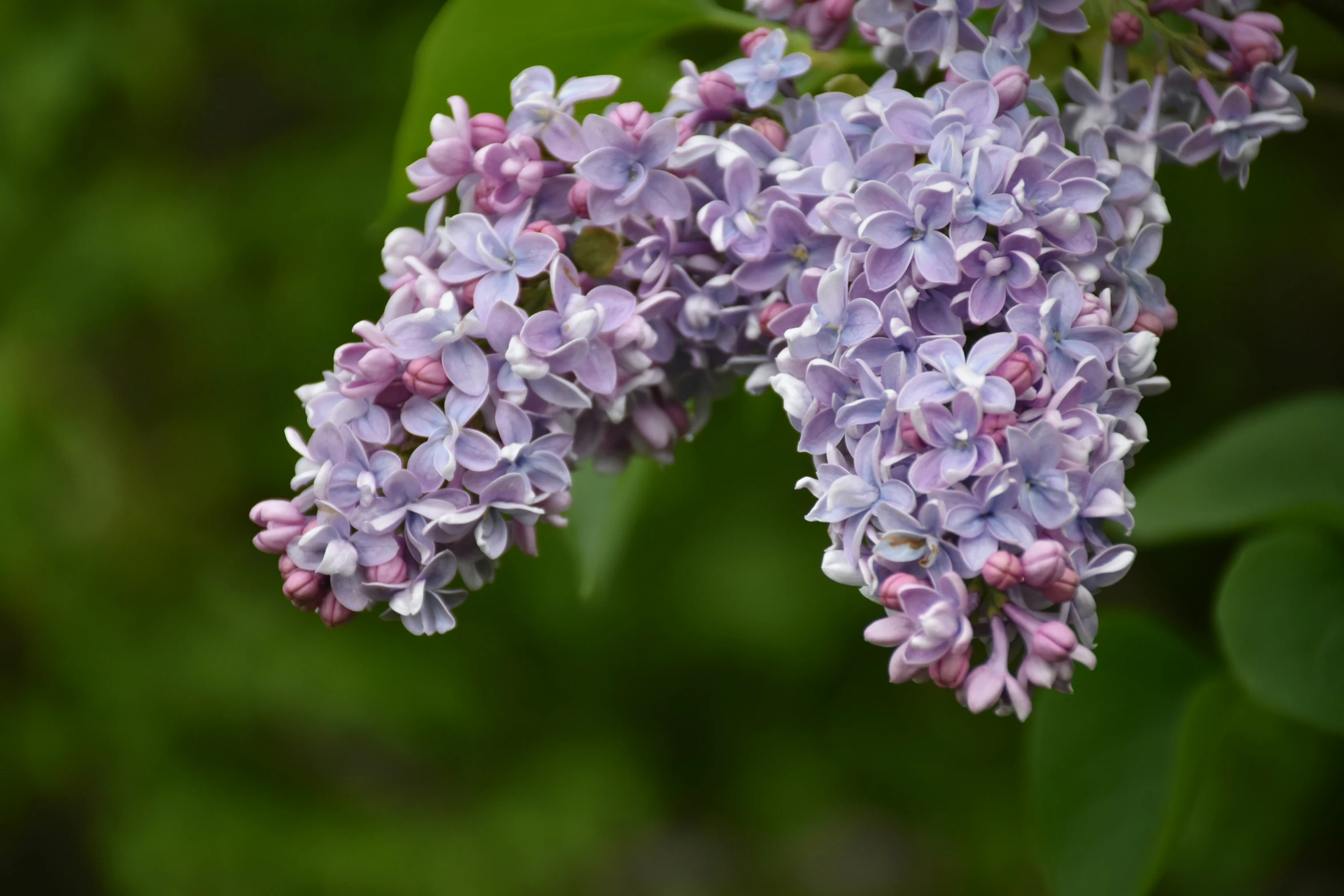 lilacs flowers blooming on a green nch