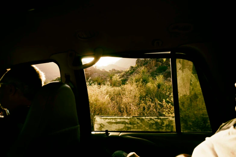 the view from inside a car of a wild animal