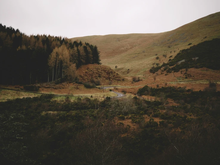 a landscape of some sort with many trees