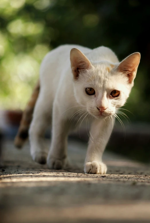 the cat is walking on a sidewalk near a tree