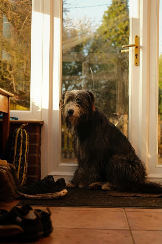 dog sitting on a rug in front of a windows