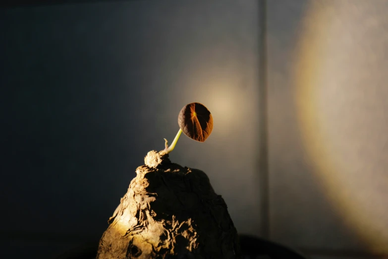 the single flower is growing out of a rock