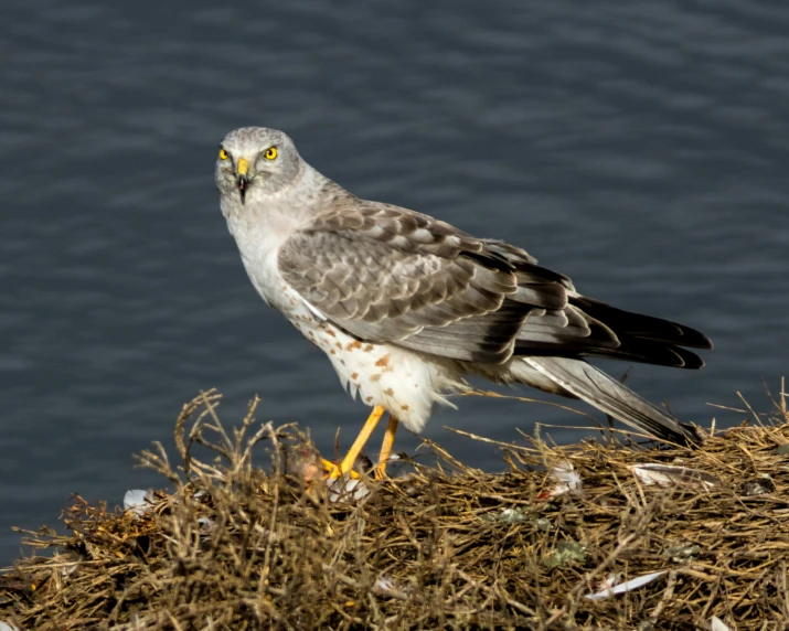 the bird is perched atop the roof of the building