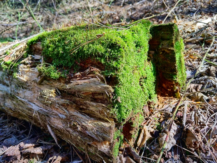 a log covered in green moss sitting on the ground
