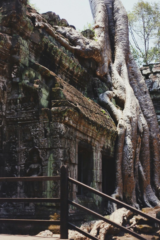 a very big tree with many nches growing over the building