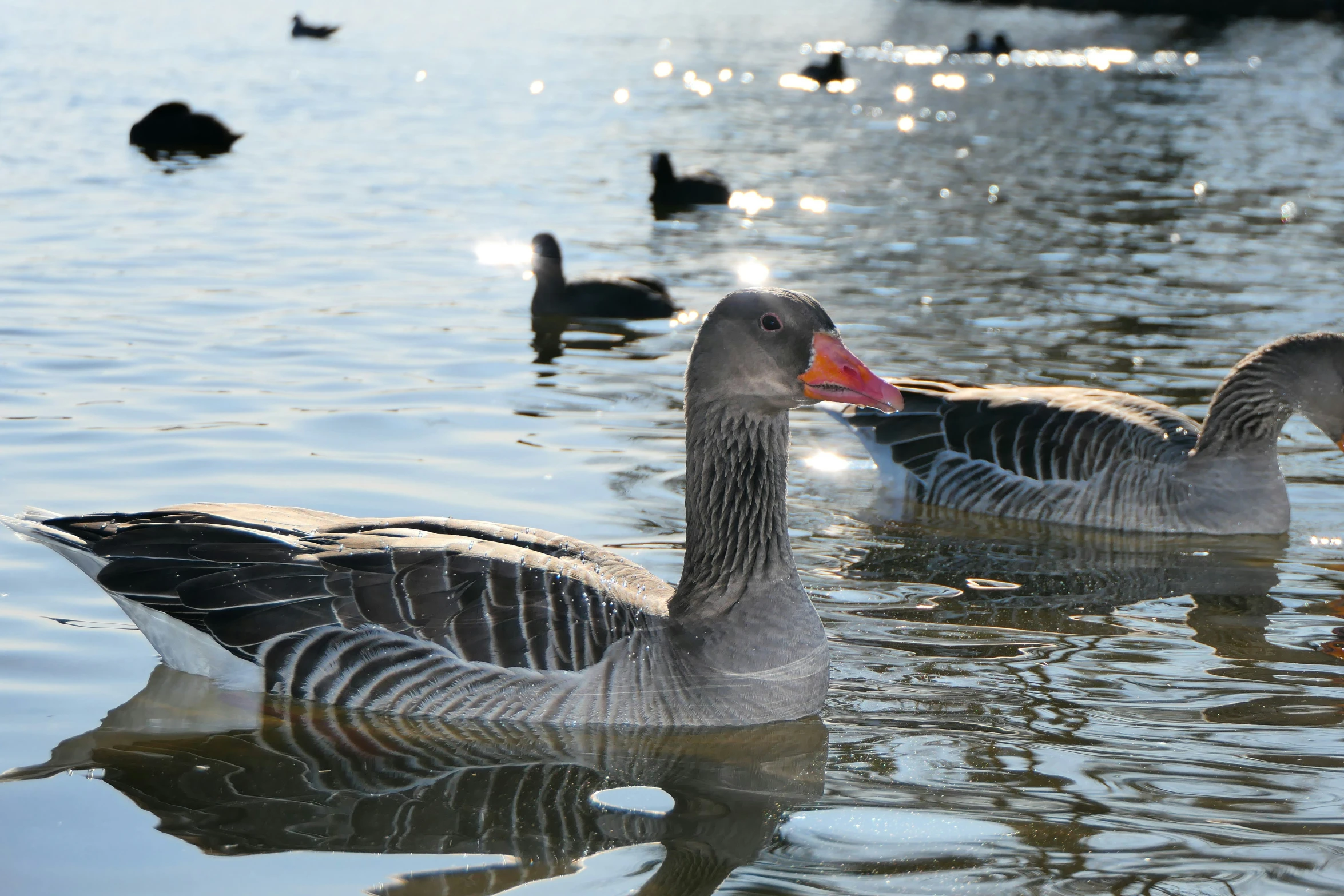 three large ducks floating on top of a lake next to another one