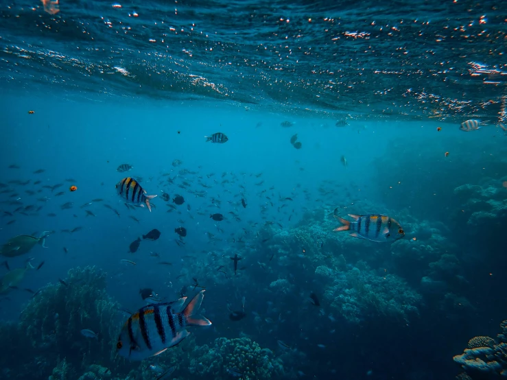 a large group of fish swimming across a body of water