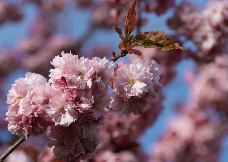 some pink flowers are in the tree outside