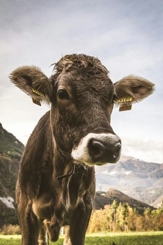 a black and white cow standing in front of mountains