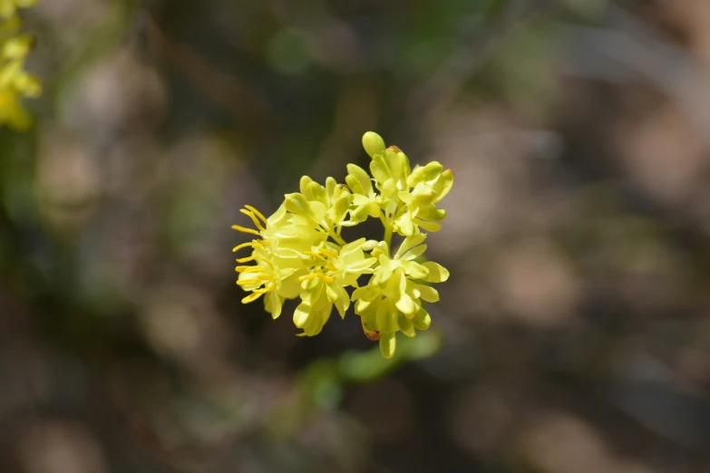 there is a yellow flower blooming next to some leaves