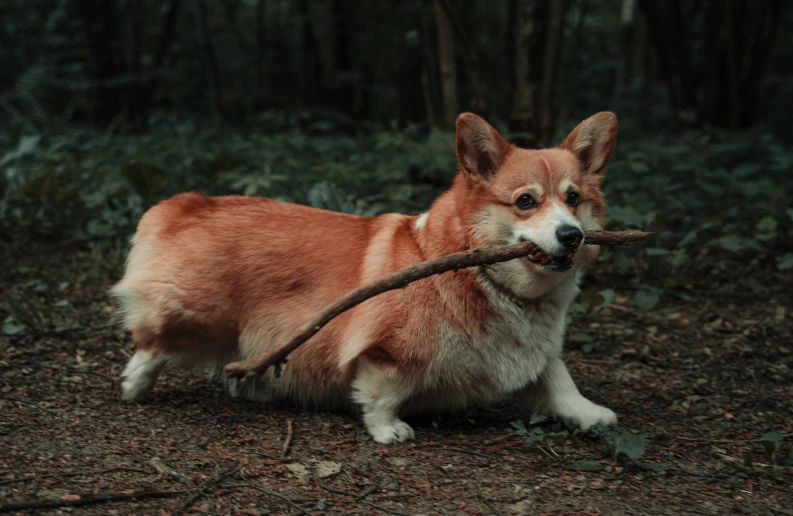 a dog carrying a long nch in it's mouth