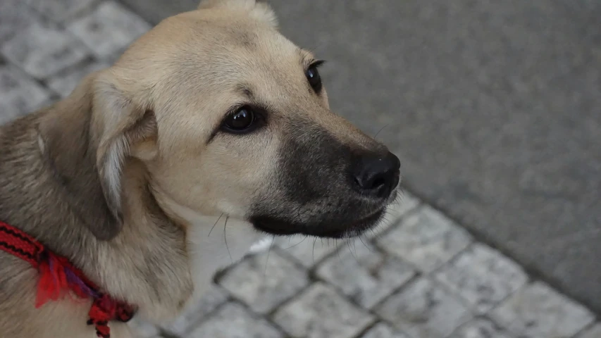 a close up po of a dog looking directly at the camera